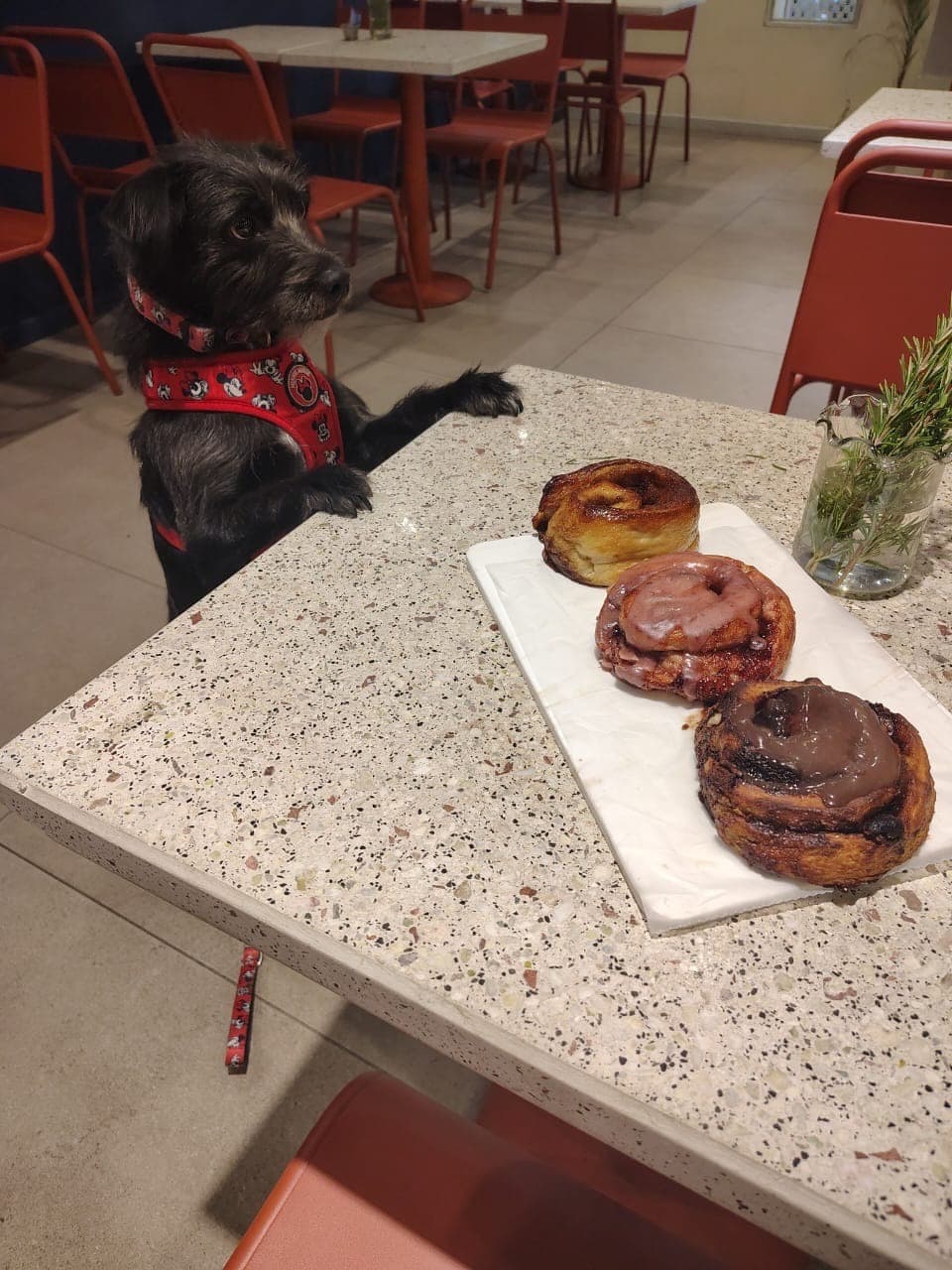 Perrito cliente apoyado en la mesa junto a rolls dulces, pet friendly